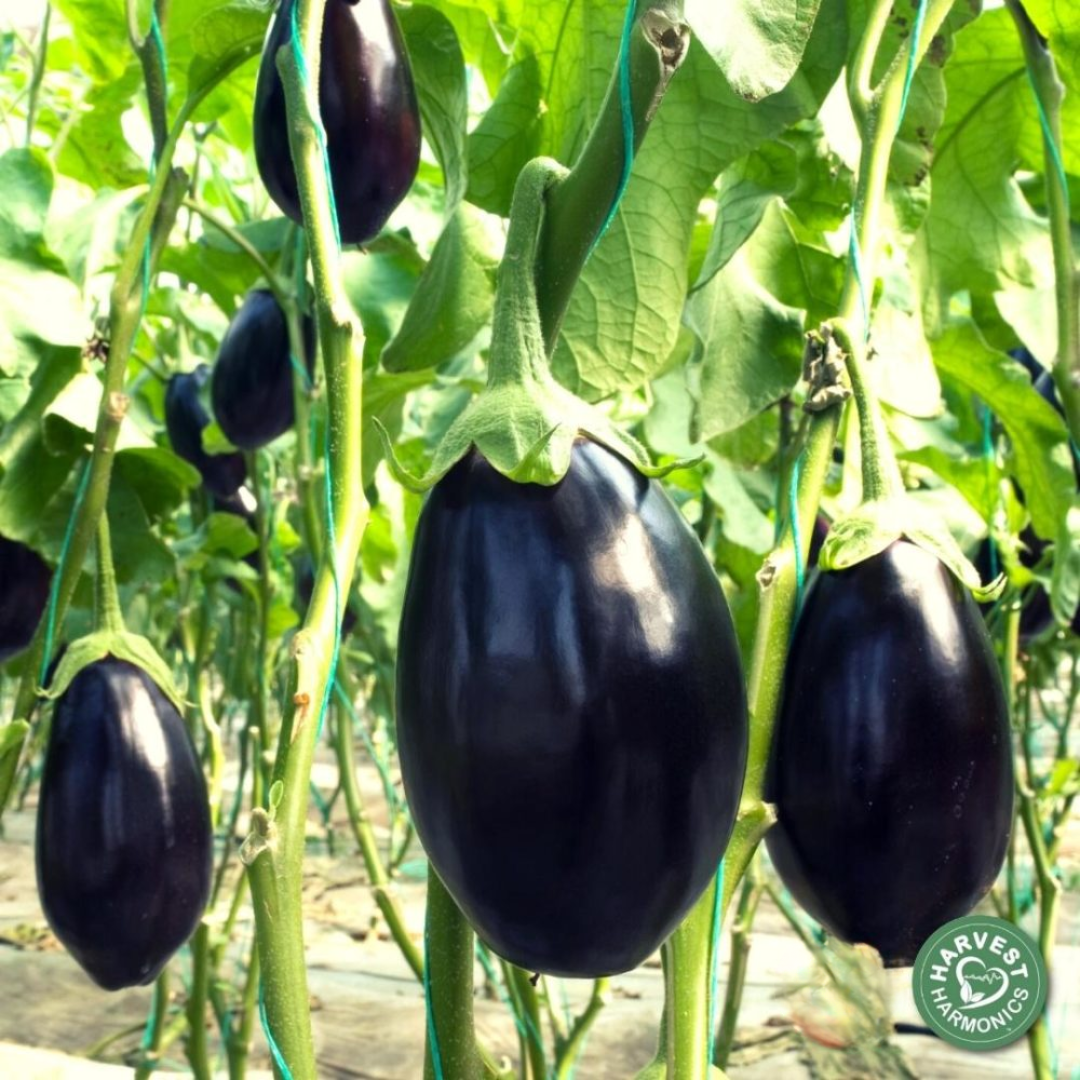Eggplant results at Edible Acres in Tonasket, Washington using Kyminasi Plant Booster technology