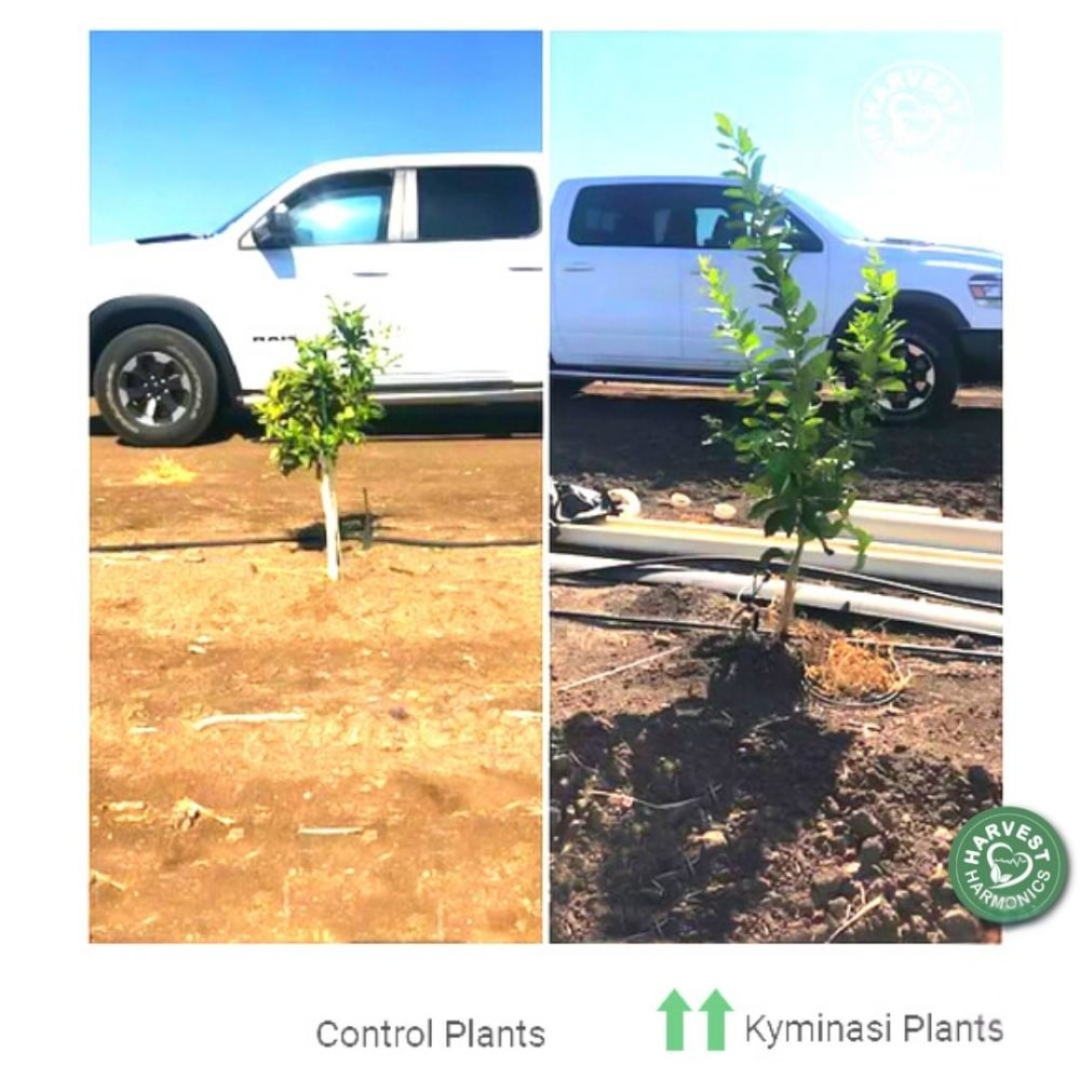 KR Citrus orange trees in Porterville California comparing one-year-old Crop Booster trees with neighboring two-year-old trees