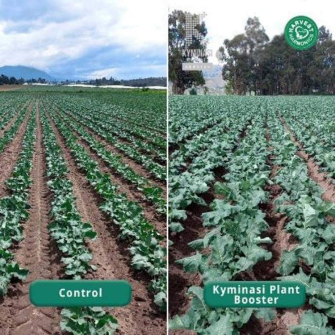 Broccoli Ecuador — KPCB vs. control field at 43 days after planting