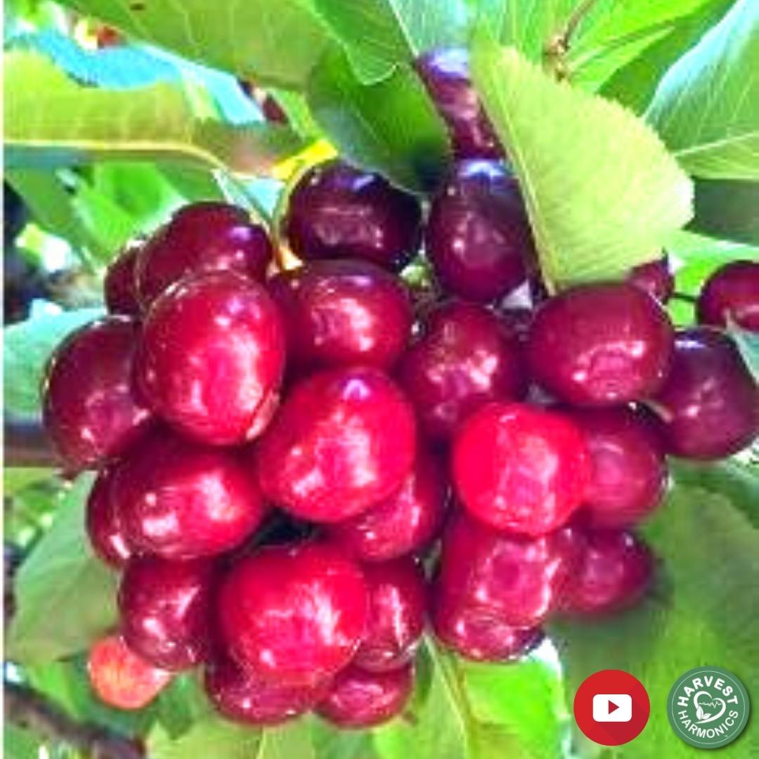 Cherry orchard — Kyminasi KPCB 25% yield increase, Chile