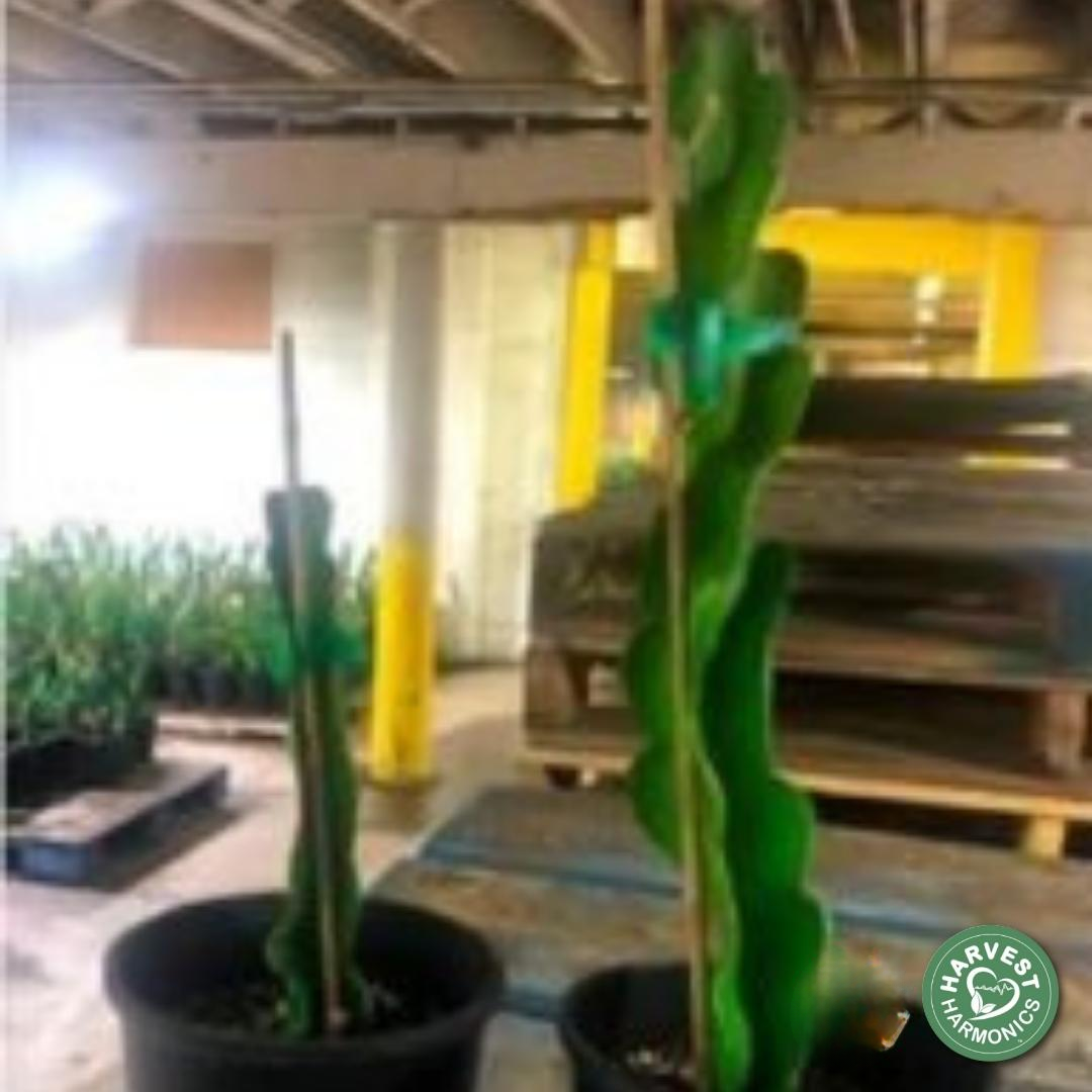 Dragon Fruit growth case study in California, USA using Kyminasi Plants Crop Booster technology