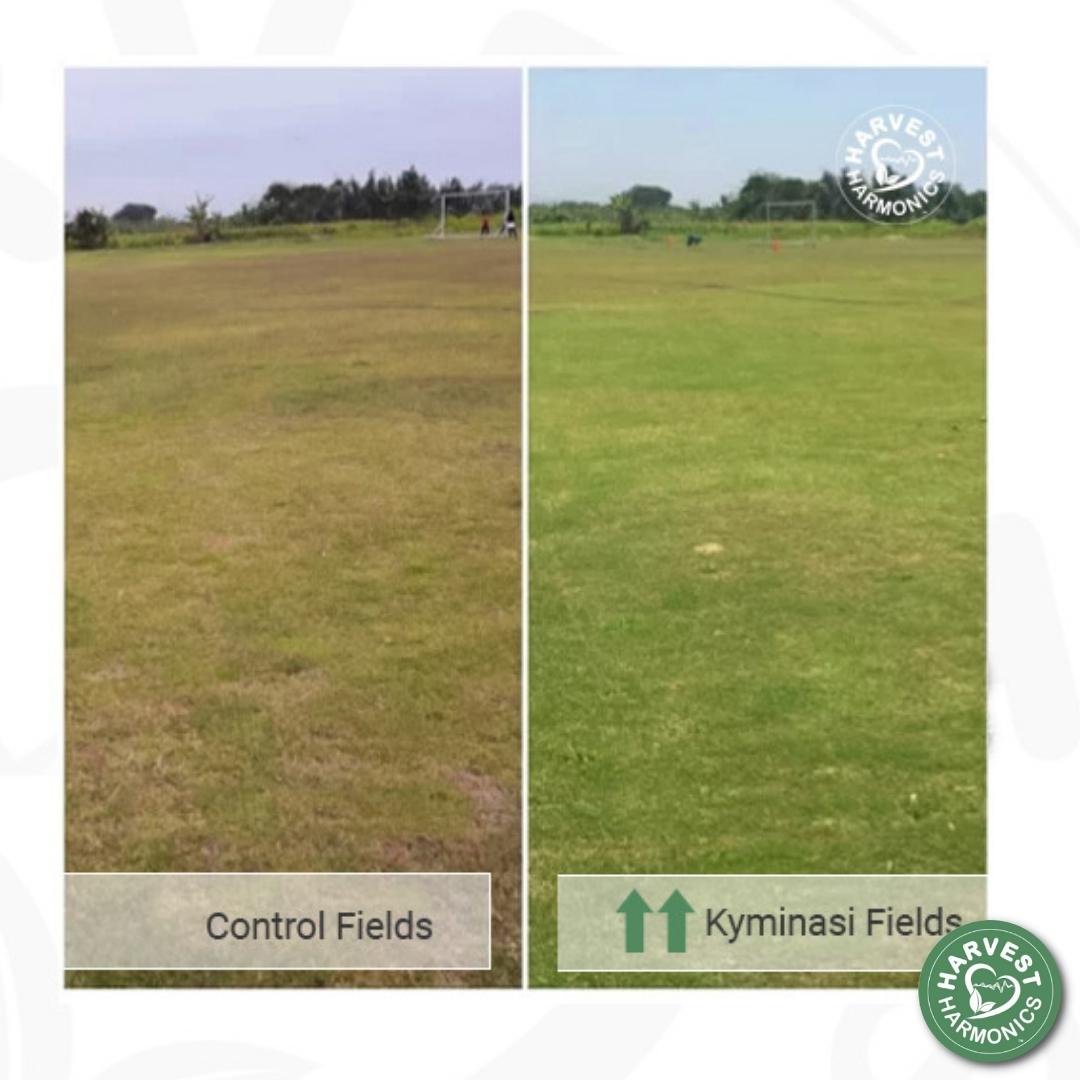 Soccer field turf in Trujillo Peru treated with Kyminasi Plants Crop Booster technology