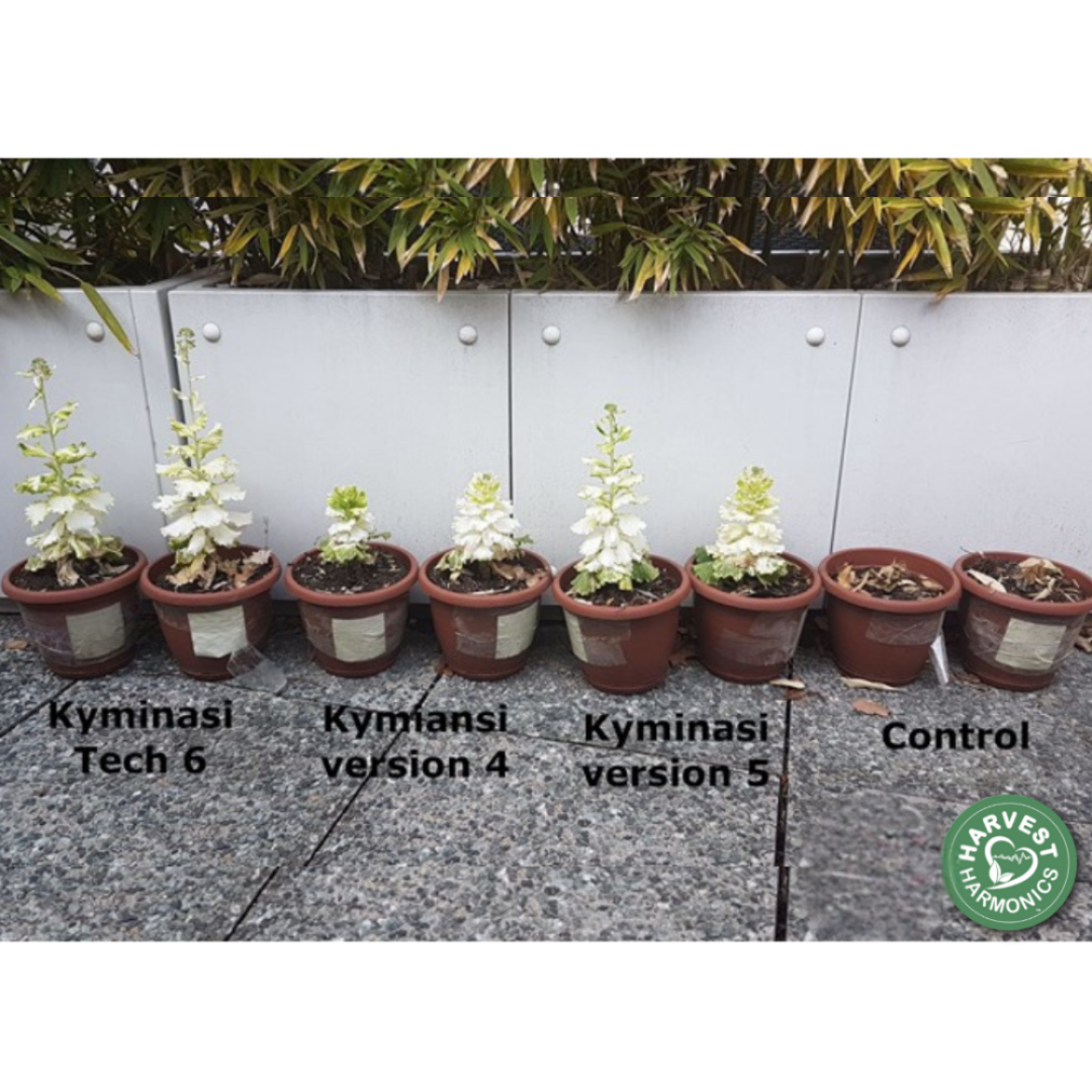Cabbage regrowth after winter — Kyminasi KPCB plants vs. control plants, Como Italy
