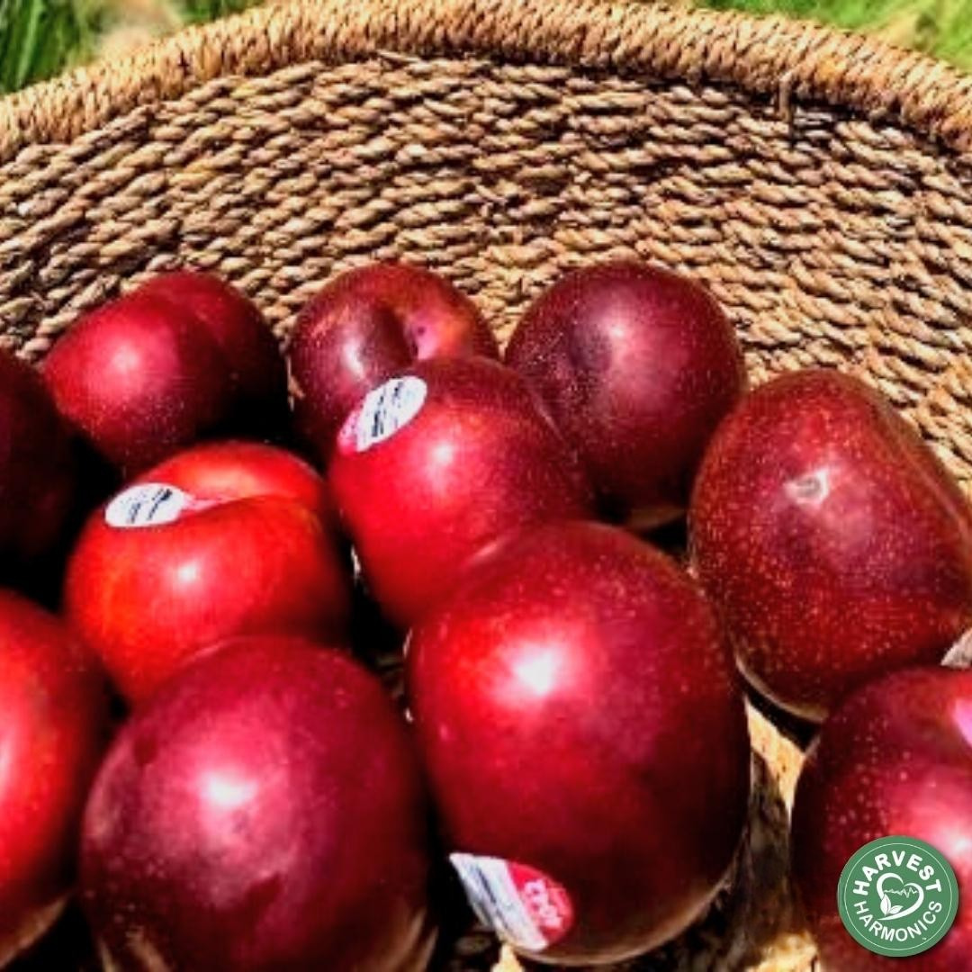Alvarez Harvesting plum orchard case study in California using Kyminasi Plants Crop Booster