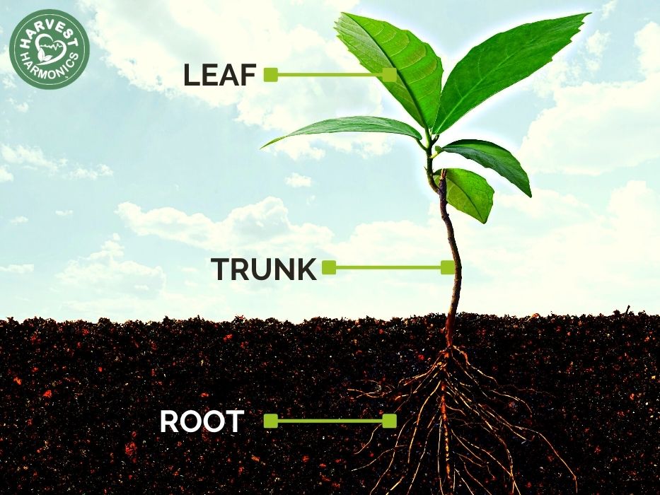 Plant biophysics diagram showing water and nutrient movement from the roots through the stem to the leaves