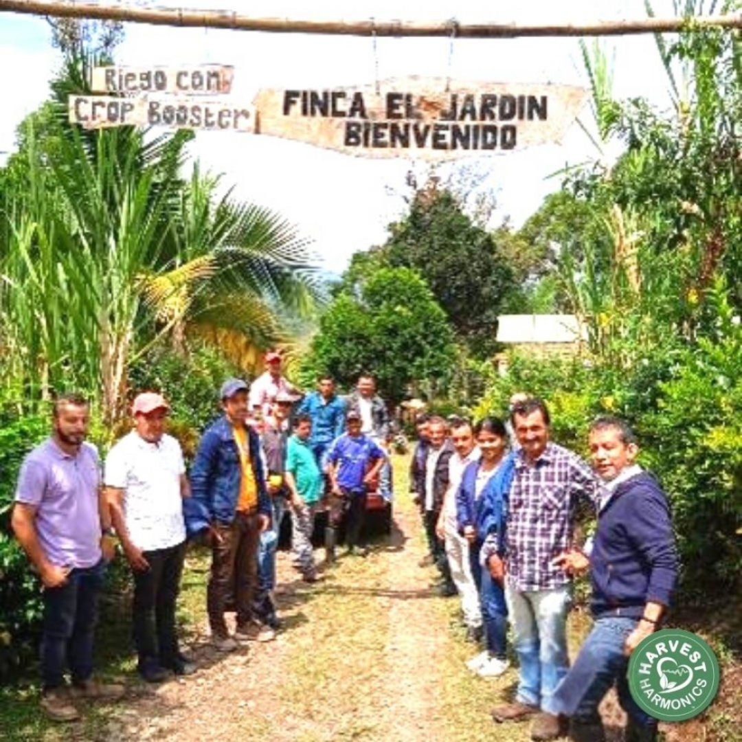Coffee trees in Huila, Colombia treated with Kyminasi Plants Crop Booster — brighter green leaves and recovered foliage