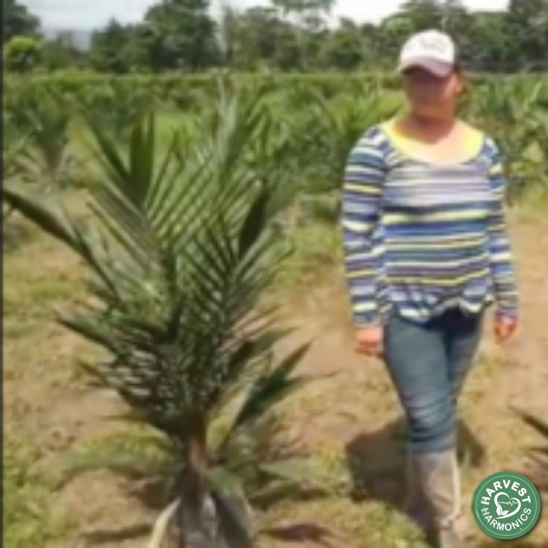 Millennium variety oil palm nursery trial in Norte de Santander Colombia using Kyminasi Plants Crop Booster