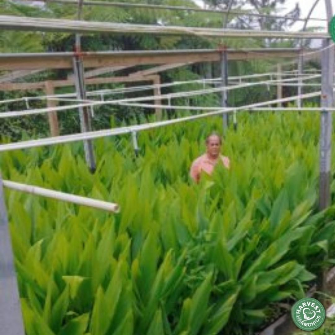 Turmeric greenhouse case in Utuado Puerto Rico using Kyminasi Plants Crop Booster