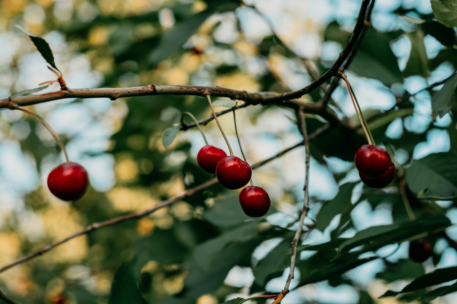 pexels-iriser-3220350