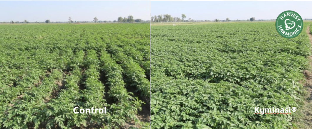 Potato field trial in Sunsari District Nepal comparing Kyminasi Crop Booster and control