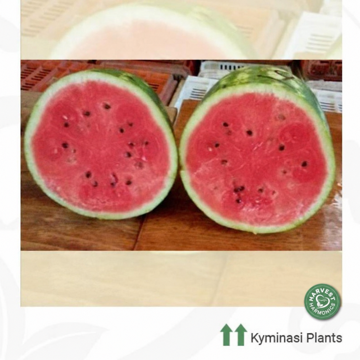 Santanella watermelon trial at the National Agrarian University in Lima Peru using Harvest Harmonics Crop Booster